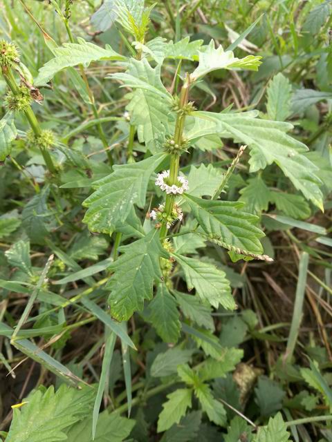 Lycopus europaeus (Lamiaceae)